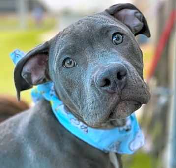 Photo of Scooby