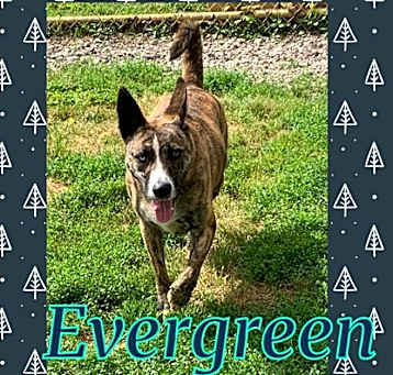 Photo of Evergreen