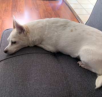 Photo of Rascal