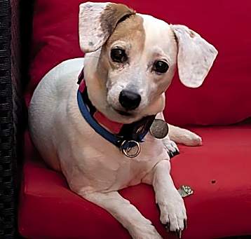 Photo of Lovebug Lacey