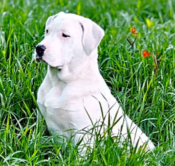 Photo of Bugsy