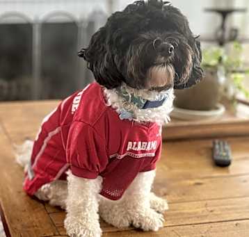 Photo of Dash