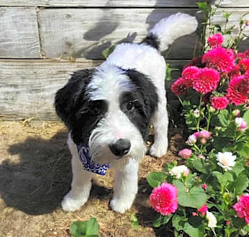 Photo of Murphy