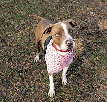 Photo of Beau