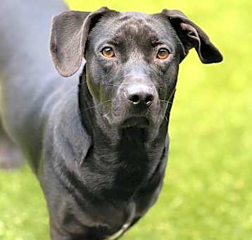 Photo of Sir Shadow
