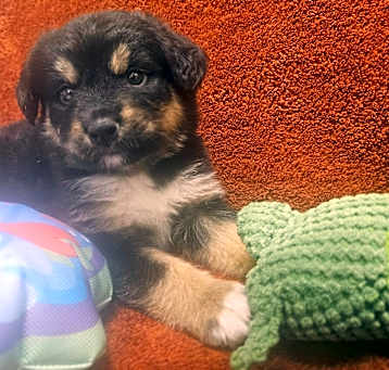 Photo of Artemis