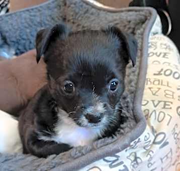 Photo of Gypsy