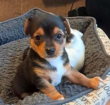 Photo of Marley