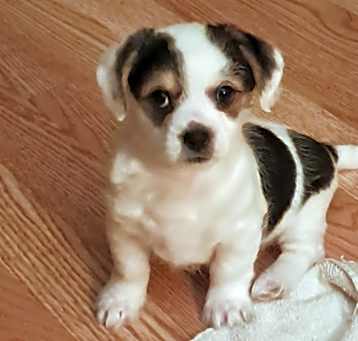 Photo of Spud AKA Sputato
