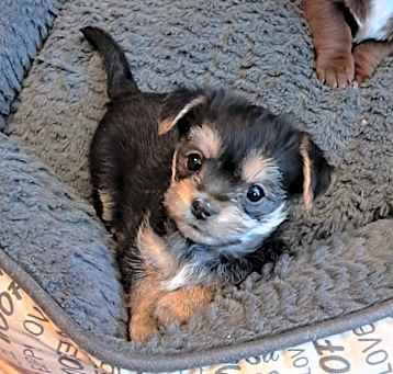 Photo of Teddi