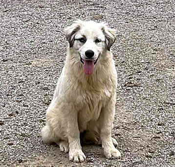Photo of Lady Jane 