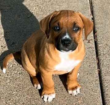 Photo of Baxter