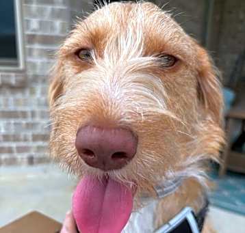 Photo of Elmer