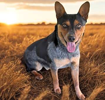 Photo of Silver