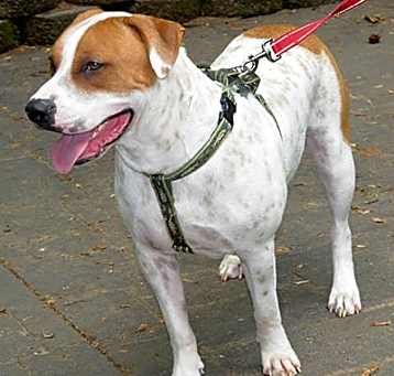 Photo of Finley