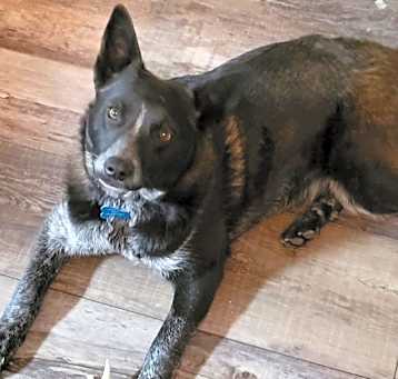 Photo of Whiskey