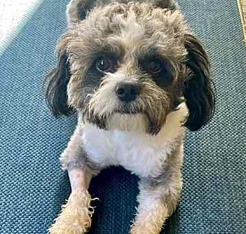 Photo of Harvey