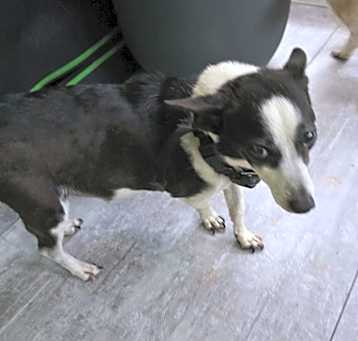 Photo of PeePee