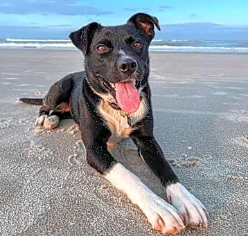 Photo of Piper