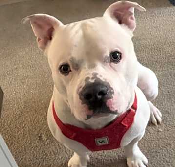 Photo of Marshmallow