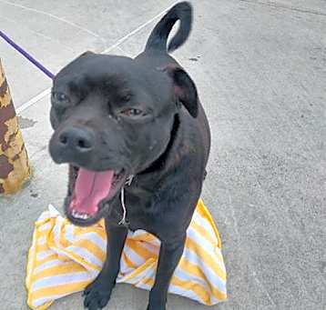 Photo of PABLO
