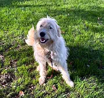Photo of Nala