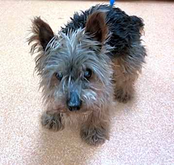 Photo of CHESTER