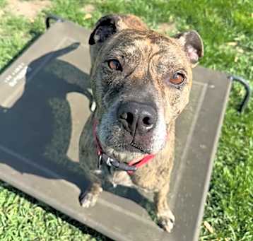 Photo of Ace