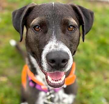 Photo of Ryker