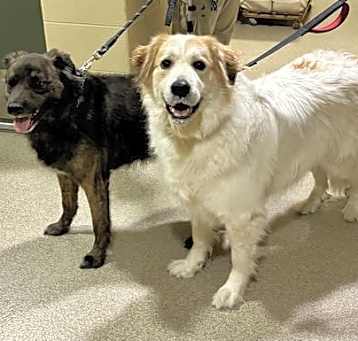 Photo of 179452 Artemis (Off Site Foster) & 179450 Orion