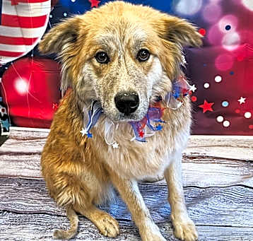 Photo of Pookie