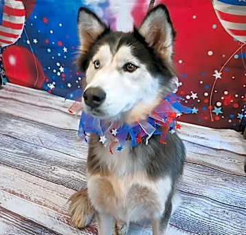 Photo of Suki