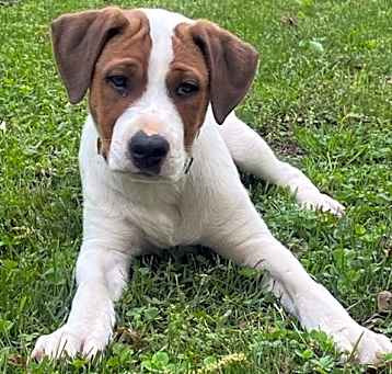 Photo of Bolo