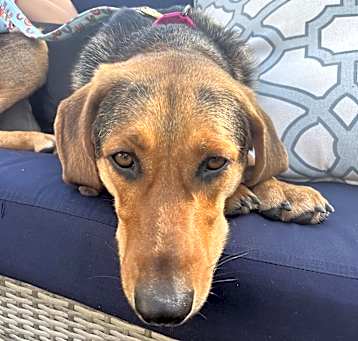 Photo of Honey