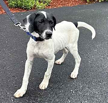 Photo of Birdie - 4 months old - AVL 5/16