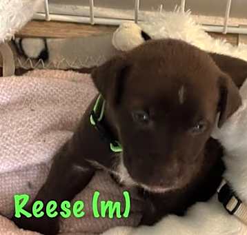 Photo of Reese
