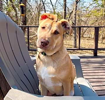Photo of Daisy