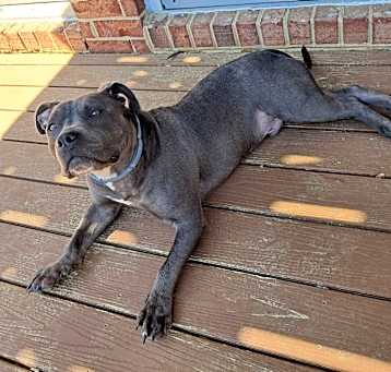 Photo of Goose