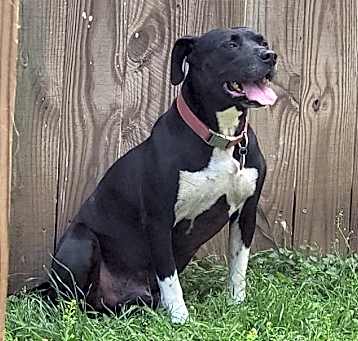 Photo of Sparky