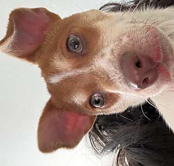 Photo of Latte