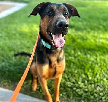 Photo of Koda