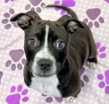 Photo of Bugsy