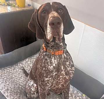 Photo of Milo