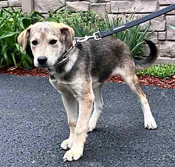 Photo of Jasper - 4 months old - AVL 5/16