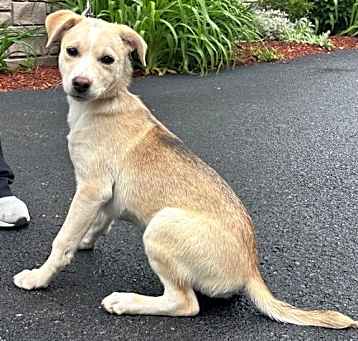 Photo of Layla - 4 months old - AVL 5/16