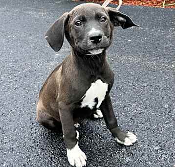 Photo of Ollie - 14 weeks old - AVL 5/16