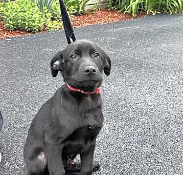 Photo of Jack - 14 weeks old - AVL 5/16