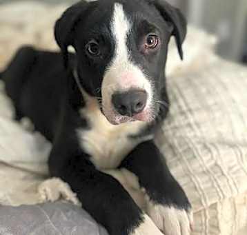 Photo of Jax