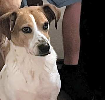 Photo of Oscar