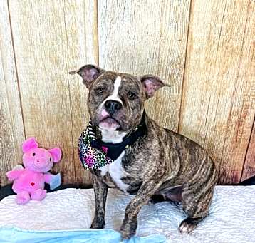 Photo of Cupcake
